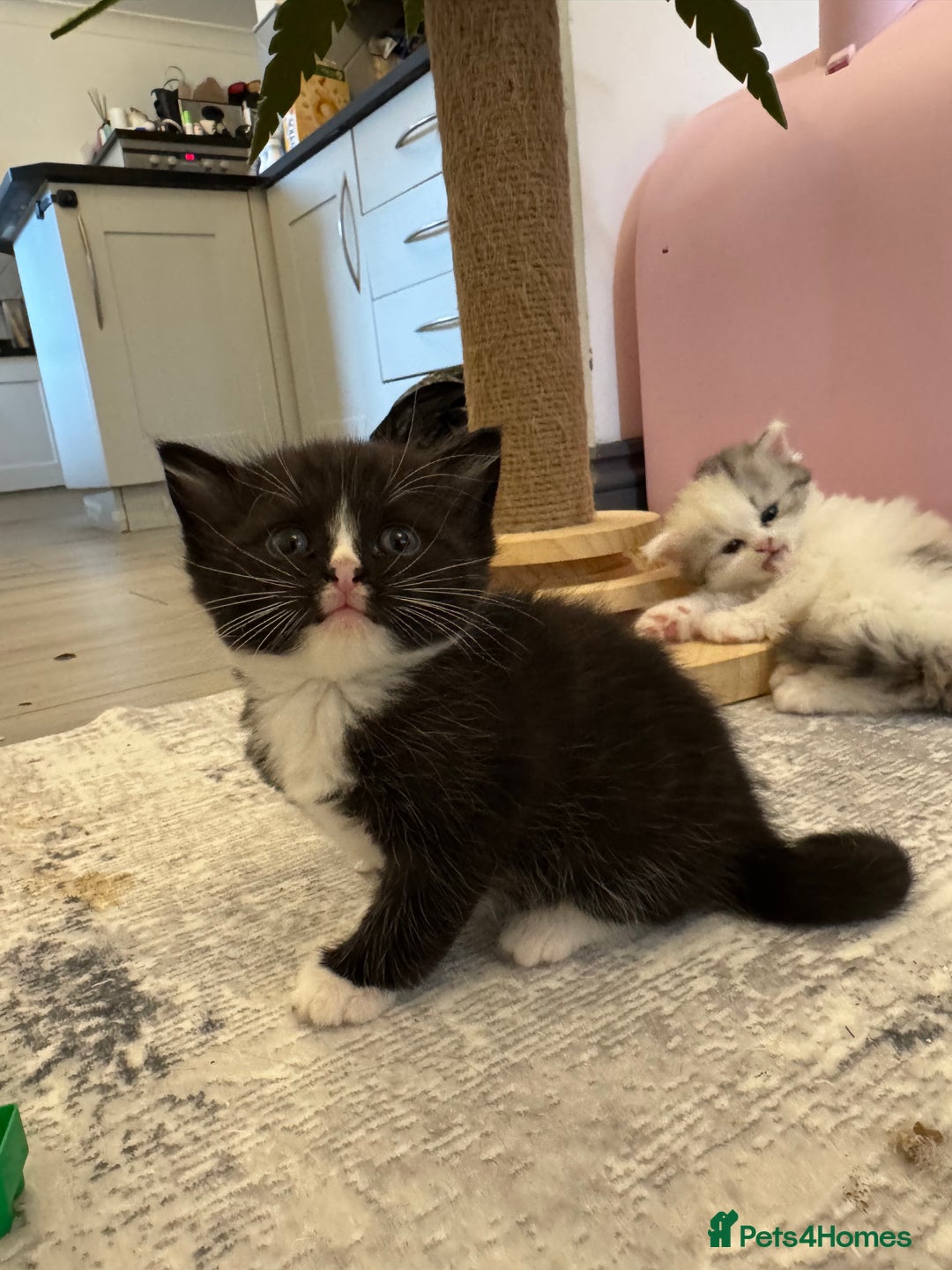 Persian cats for sale: Persian kittens  - Image 28