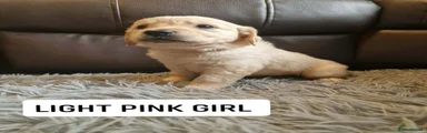 LIGHT PINK COLLAR GIRL