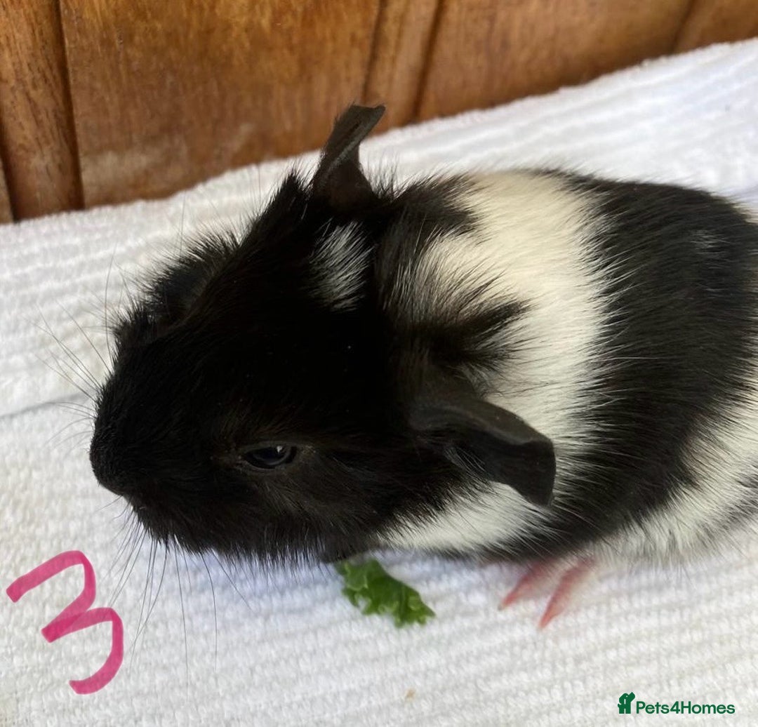 Guinea Pig rodents for sale: 1no Gorgeous baby Guinea pigs - Girls - Image 6