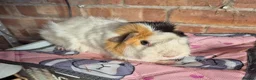 Guinea Pig rodents for sale: Funky Guinea Pig Boar - Advert 2