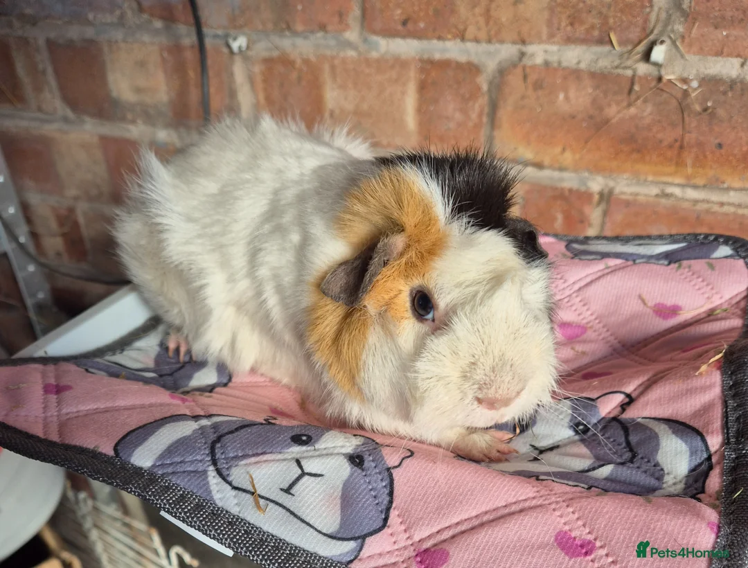 Guinea Pig rodents for sale: Funky Guinea Pig Boar - Advert 2