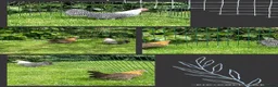 Chickens poultry for sale: Polish bantams - Advert 18