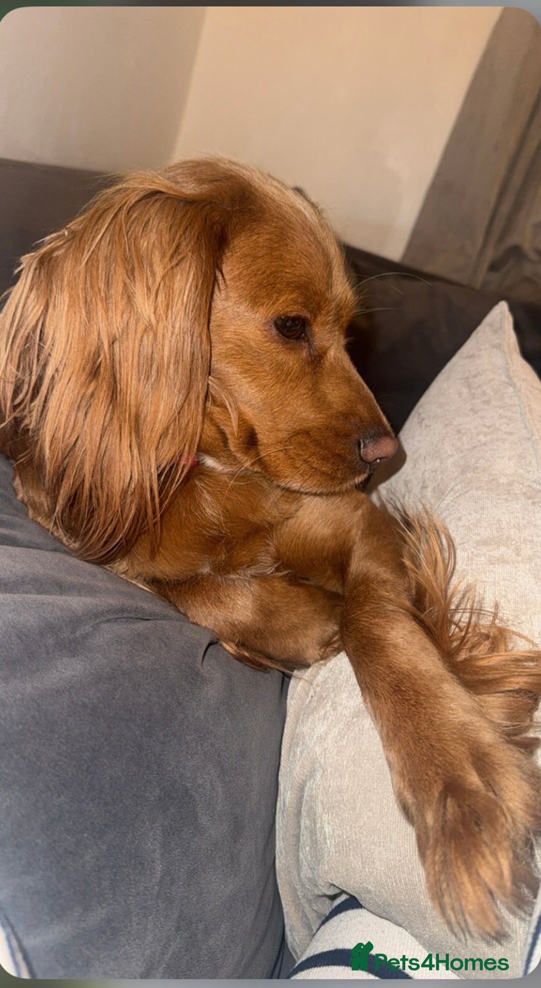 Cocker Spaniel dogs for sale: Beautiful cocker spaniels  - Advert 3