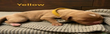 Puppy Yellow, girl