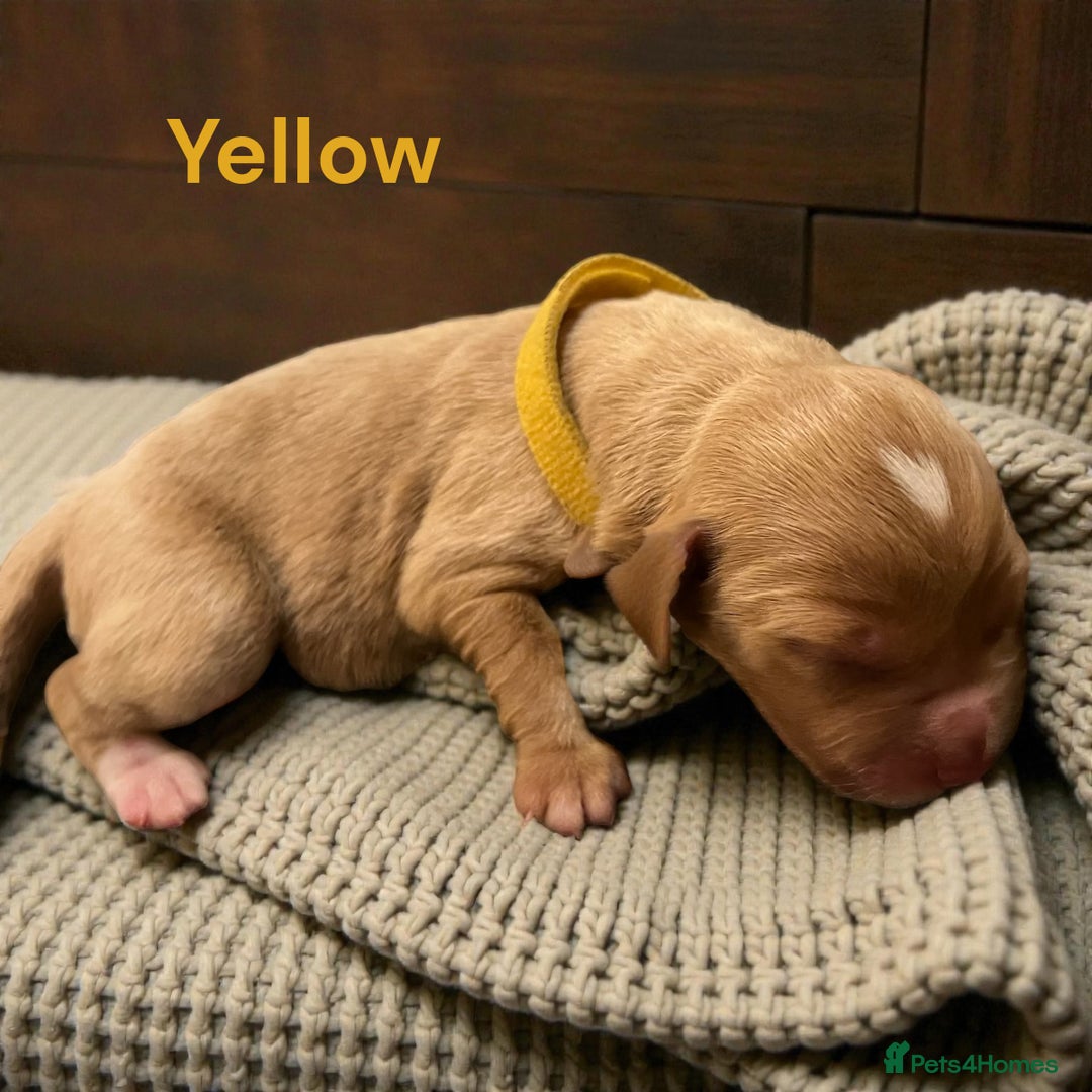 Australian Labradoodle dogs for sale: Australian Labrodoodle puppies - Advert 15