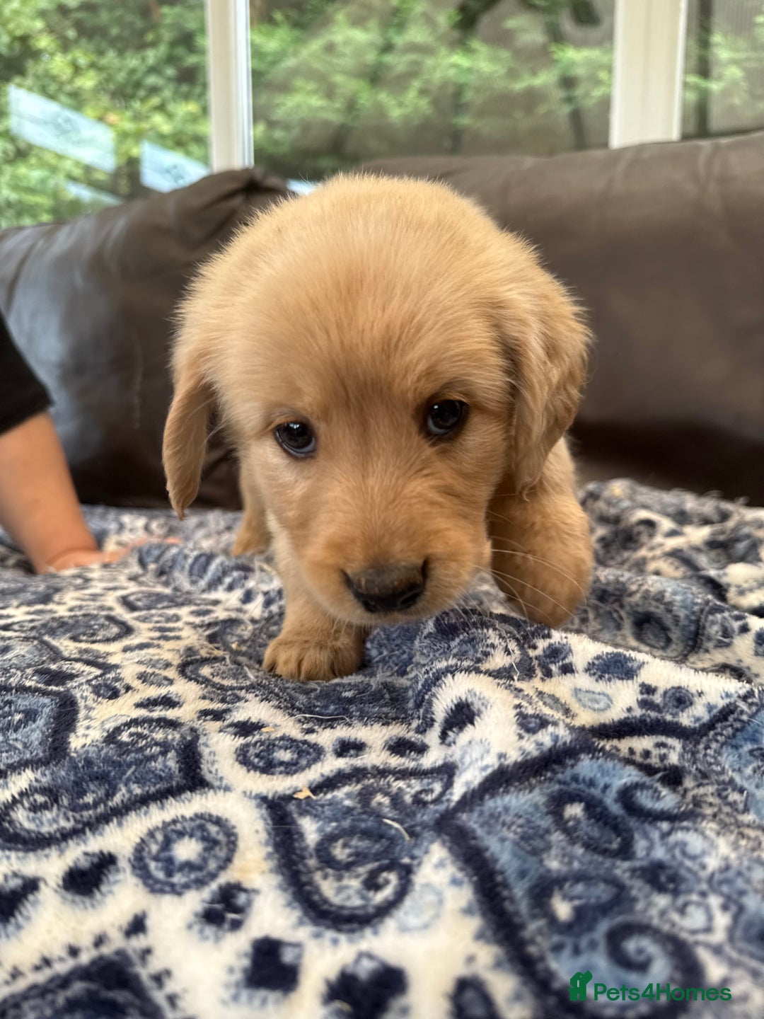 Goldador dogs for sale: READY TO COLLECT! 9 gorgeous goldador’s! - Image 6