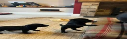 Staffordshire Bull Terrier dogs for sale: Kc reg Quality traditional sbt puppies - Advert 6