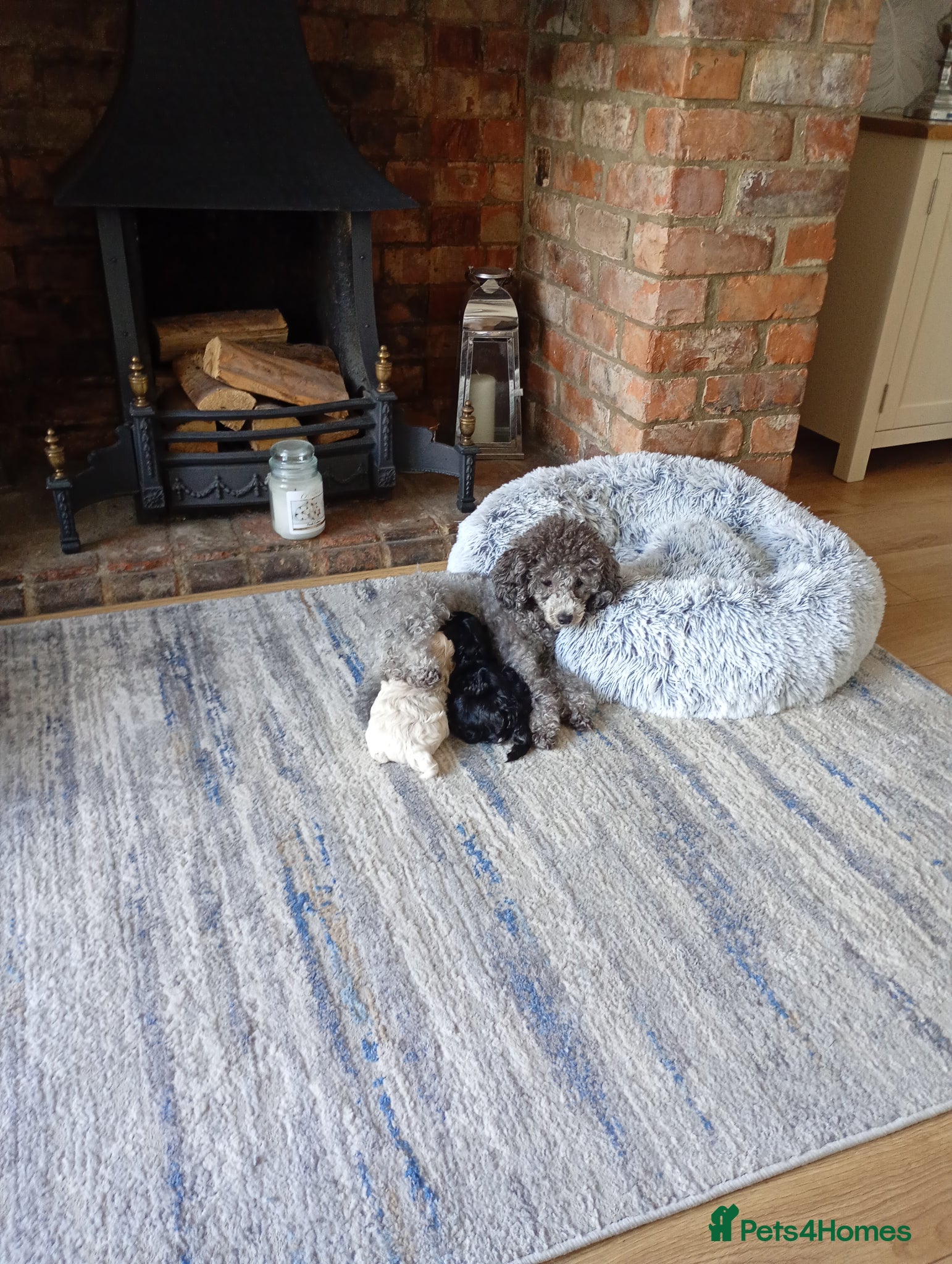 Maltipoo dogs for sale: Truly Outstanding Maltipoo Puppies in Hartlepool - Advert 7