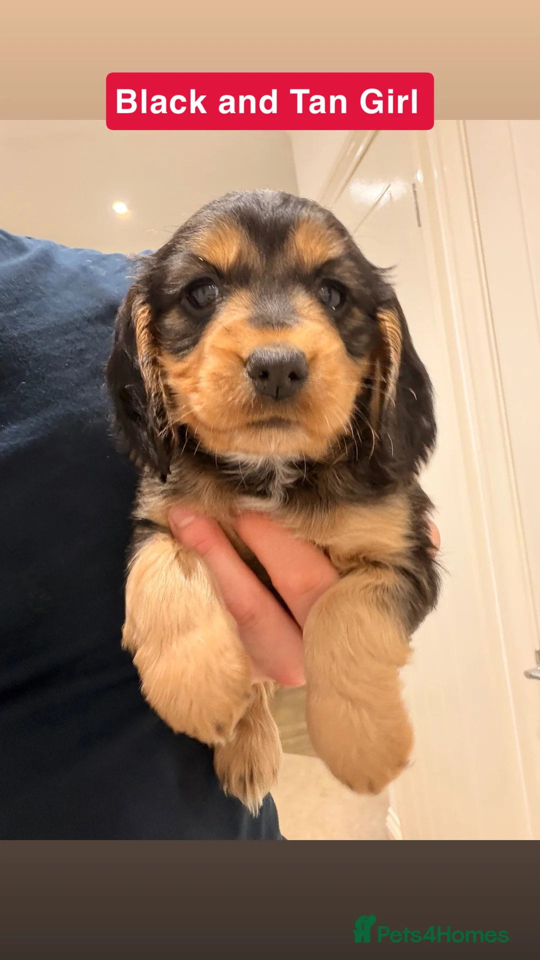 Cockapoo dogs for sale: Cockapoos  - Advert 22