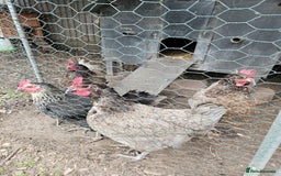 Chickens poultry for sale: 5 hens free to a loving home - Image 1
