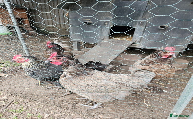 Chickens poultry - Advert 10