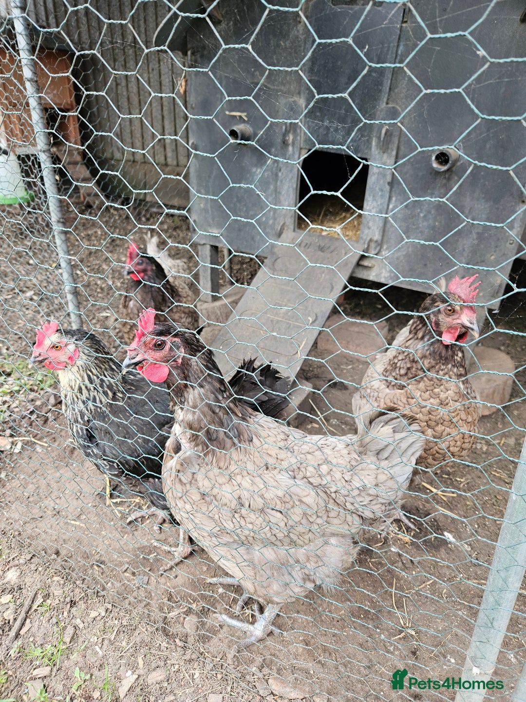 Chickens poultry for sale: 5 hens free to a loving home - Image 1
