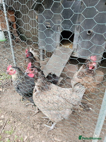 Chickens poultry - Advert 16