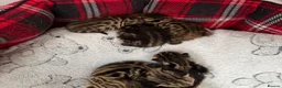 Bengal cats for sale: Bengal kittens Mum is Tica registered  - Advert 5