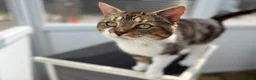 Domestic Shorthair cats for adoption: Harry - Advert 2