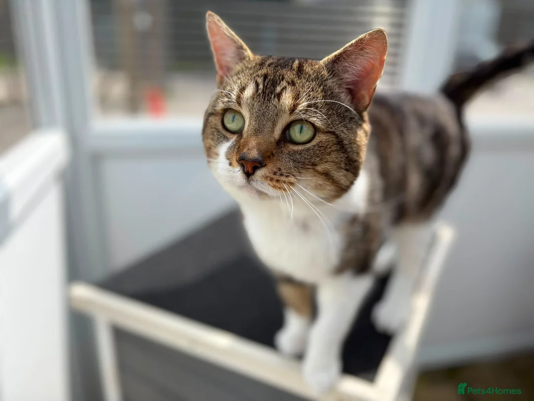 Domestic Shorthair cats for adoption: Harry - Advert 2
