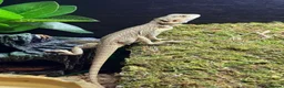 Bearded Dragon reptiles for sale: Bearded dragon  in Sunderland - Advert 3