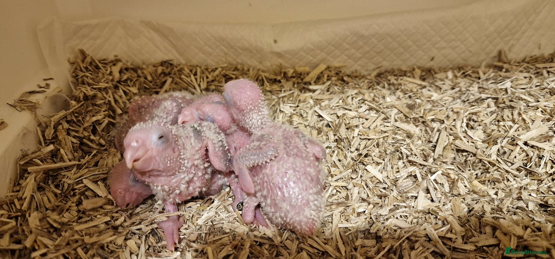 Conures birds for sale: Beautiful fully hand reared conure baby's  - Advert 3