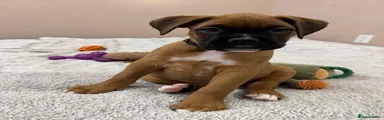 Boxer 1