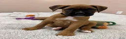 Boxer dogs for sale: !!Extremely Boxers Babies in Northampton - Advert 4