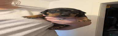 Jackshund 1