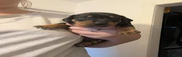 Jackshund dogs for sale: 3 Puppies for sale in Elgin - Advert 3