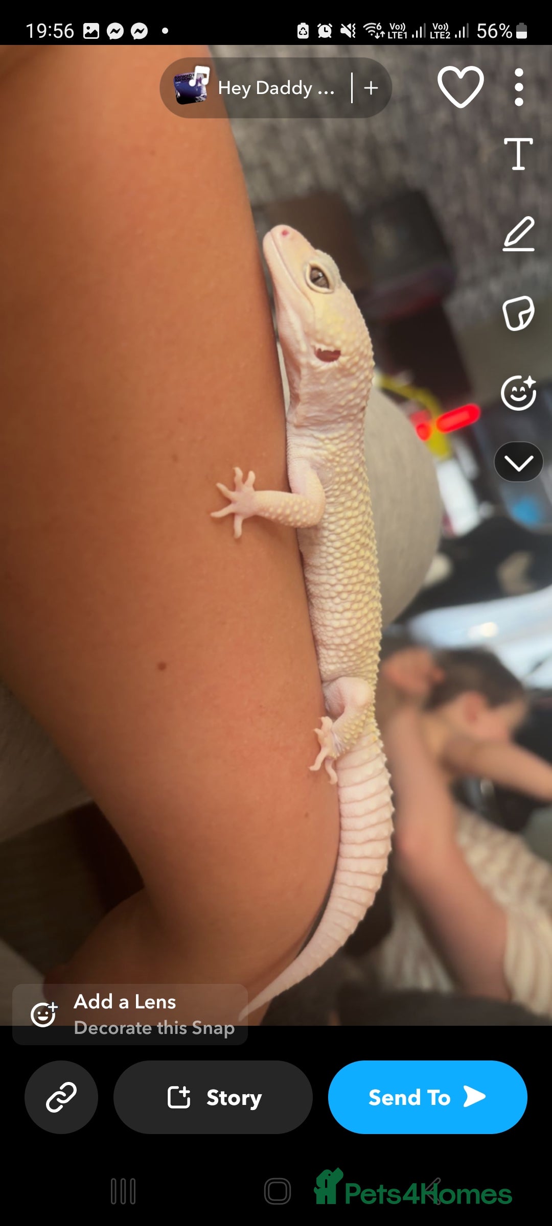 Leopard Gecko reptiles for sale: Beautiful Leopard Gecko - Image 4