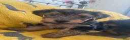 Yorkshire Terrier dogs for sale: 2 Stunning Minature Yorkshire terrier puppies 🩷💙 - Advert 16