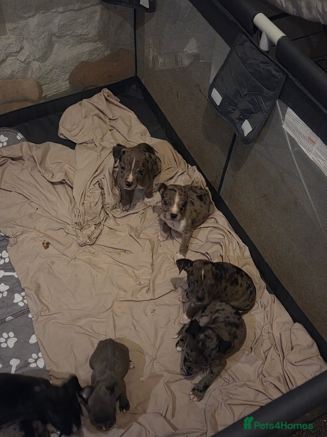 Mixed Breed dogs for sale: Puppies - Image 7