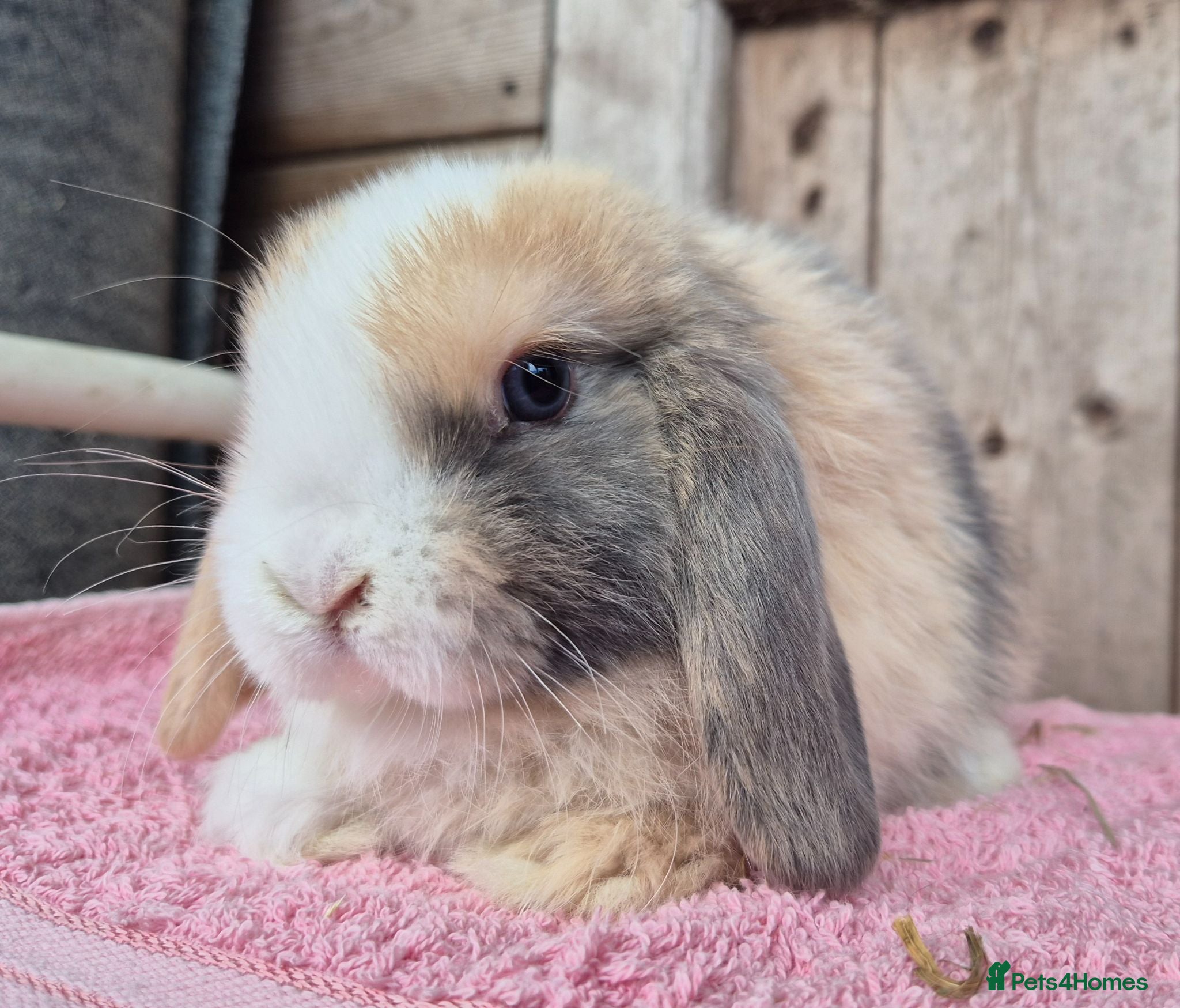 Mini Lop rabbits Mini lop baby girl. Availble to be reserved. .  - Advert 9