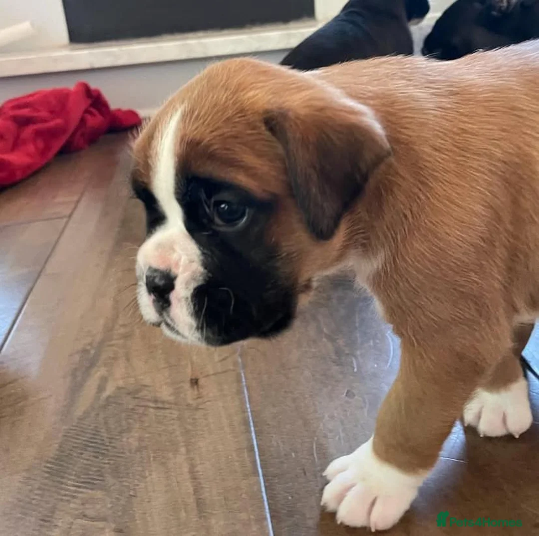 Boxer dogs for sale: Bobtail boxer puppies - Advert 2