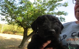 Giant Schnauzer dogs for sale: Top Quality Giant Schnauzer Pups. - Image 4