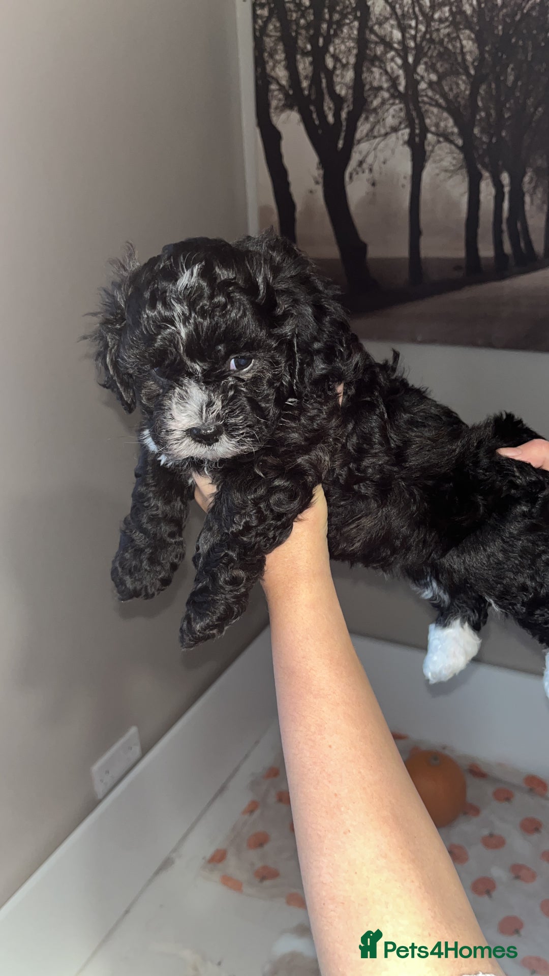 Mixed Breed dogs for sale: My beautiful Cavapoo Angie has given birth! 🐶🥰 - Image 7
