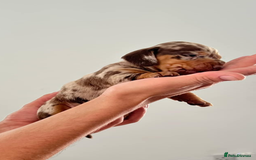 Dachshund dogs for sale: AMAZING DACHSHUND PUPPYS in Cardiff - Image 6