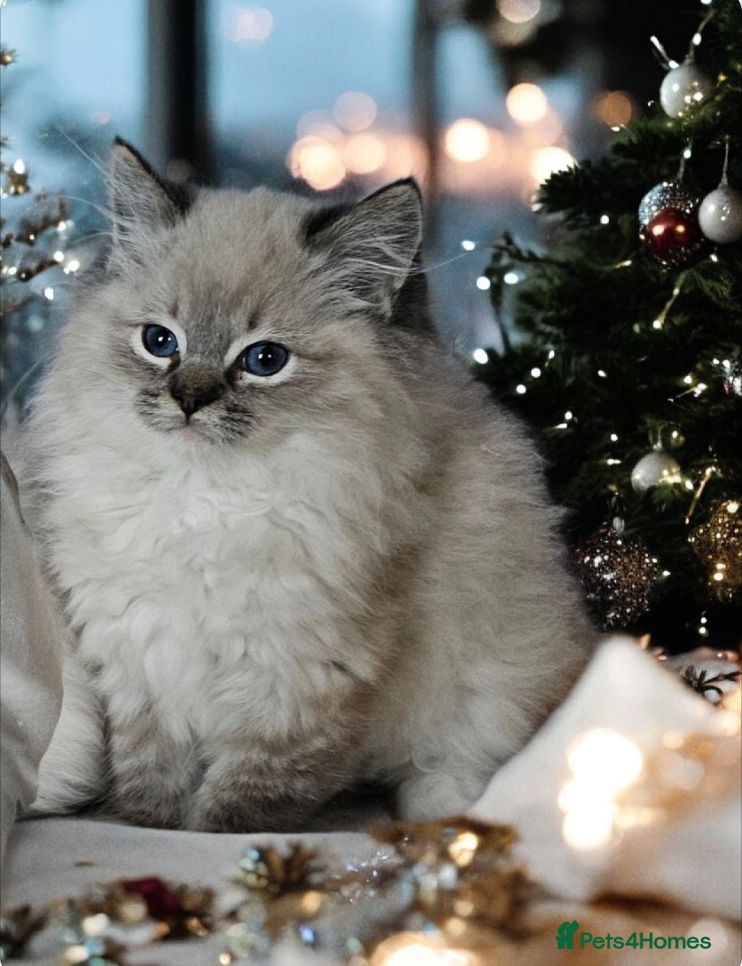 Ragdoll cats 5⭐️ Council licenced GCCF registered kittens  - Advert 5