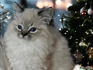 Ragdoll cats 5⭐️ Council licenced GCCF registered kittens - Advert 5