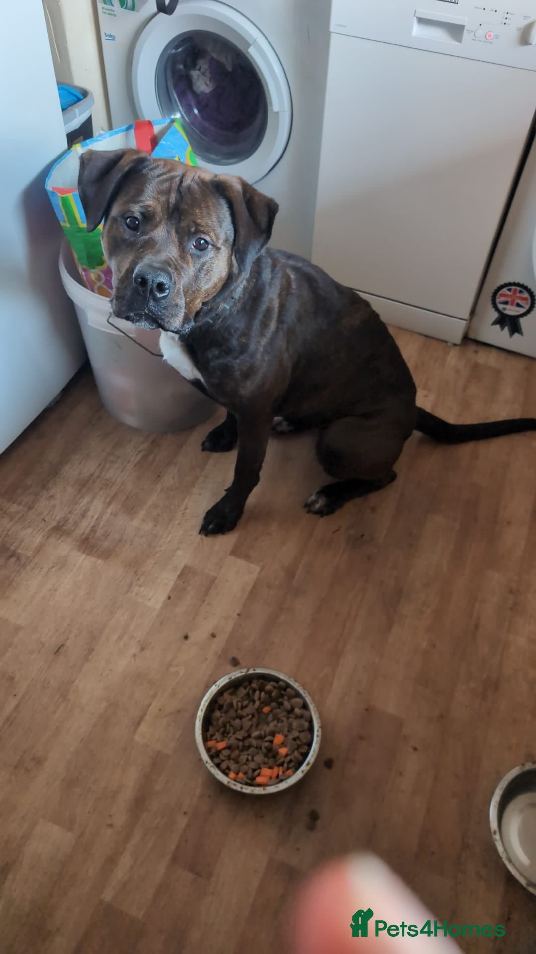 Mixed Breed dogs 4yo female Bullweiler for rehoming  - Advert 13