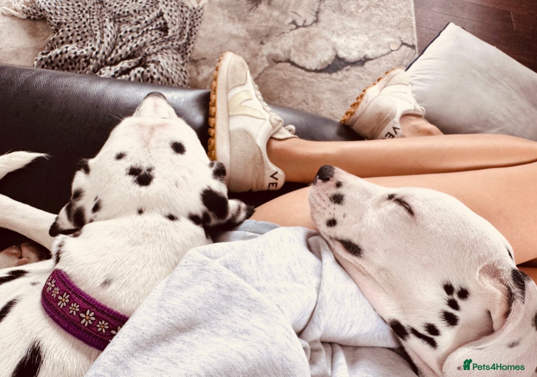 Dalmatian dogs for sale: KC Female Dalmatian  - Advert 7