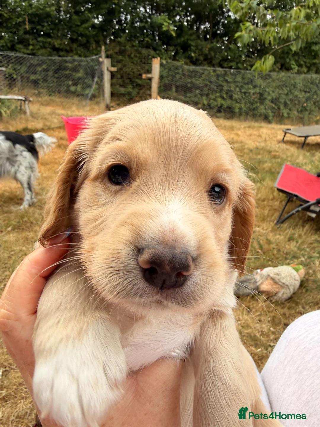 Cocker Spaniel dogs for sale: Gorgeous cocker spaniel puppies  - Advert 1