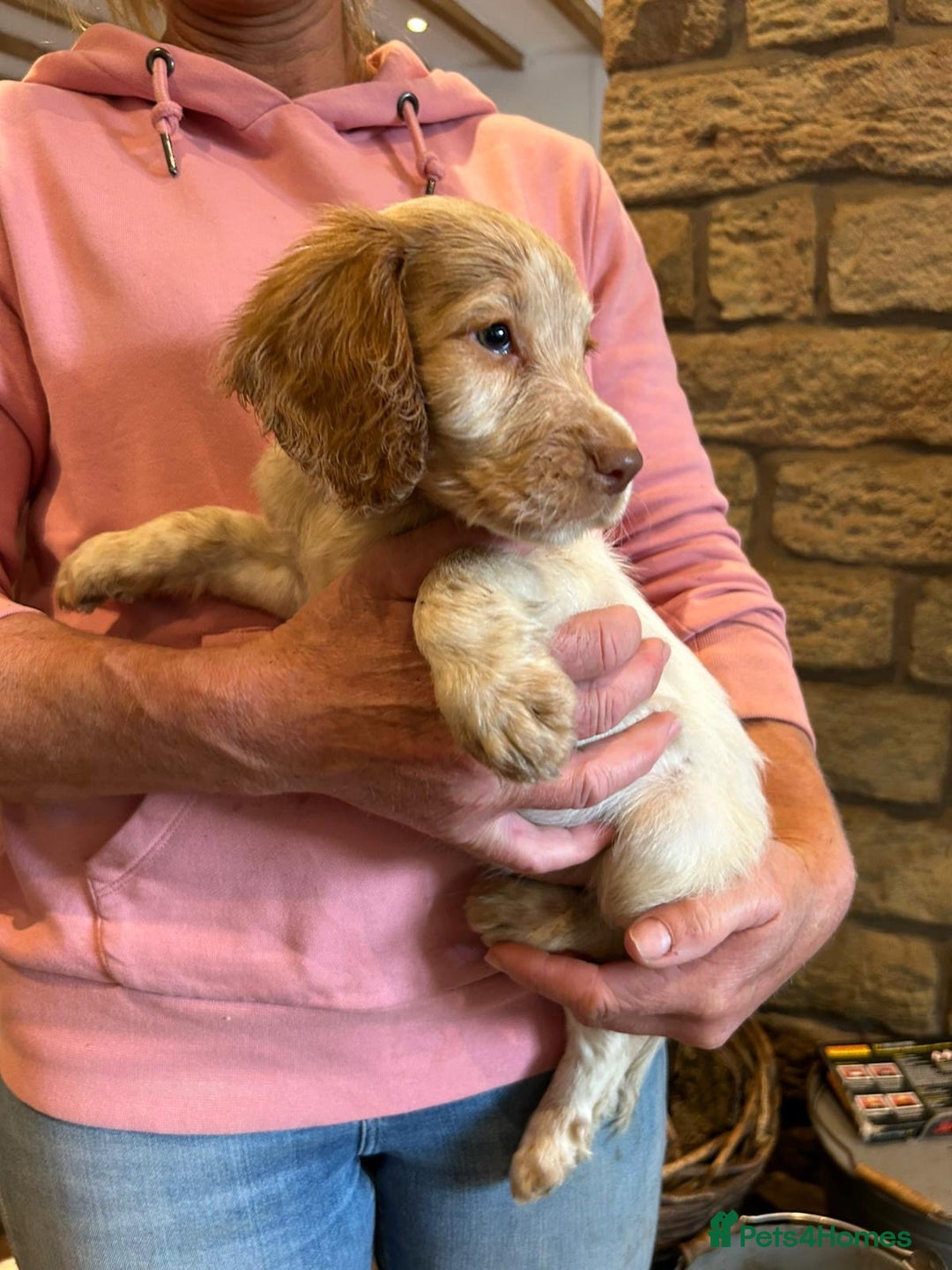Cocker Spaniel dogs for sale: Gorgeous working cocker spaniels ready now  in Stockport - Image 13