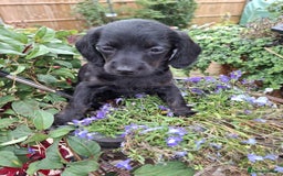 Mixed Breed dogs for sale: Daxiepoo puppies -miniature dachshund x toy poodle - Image 11