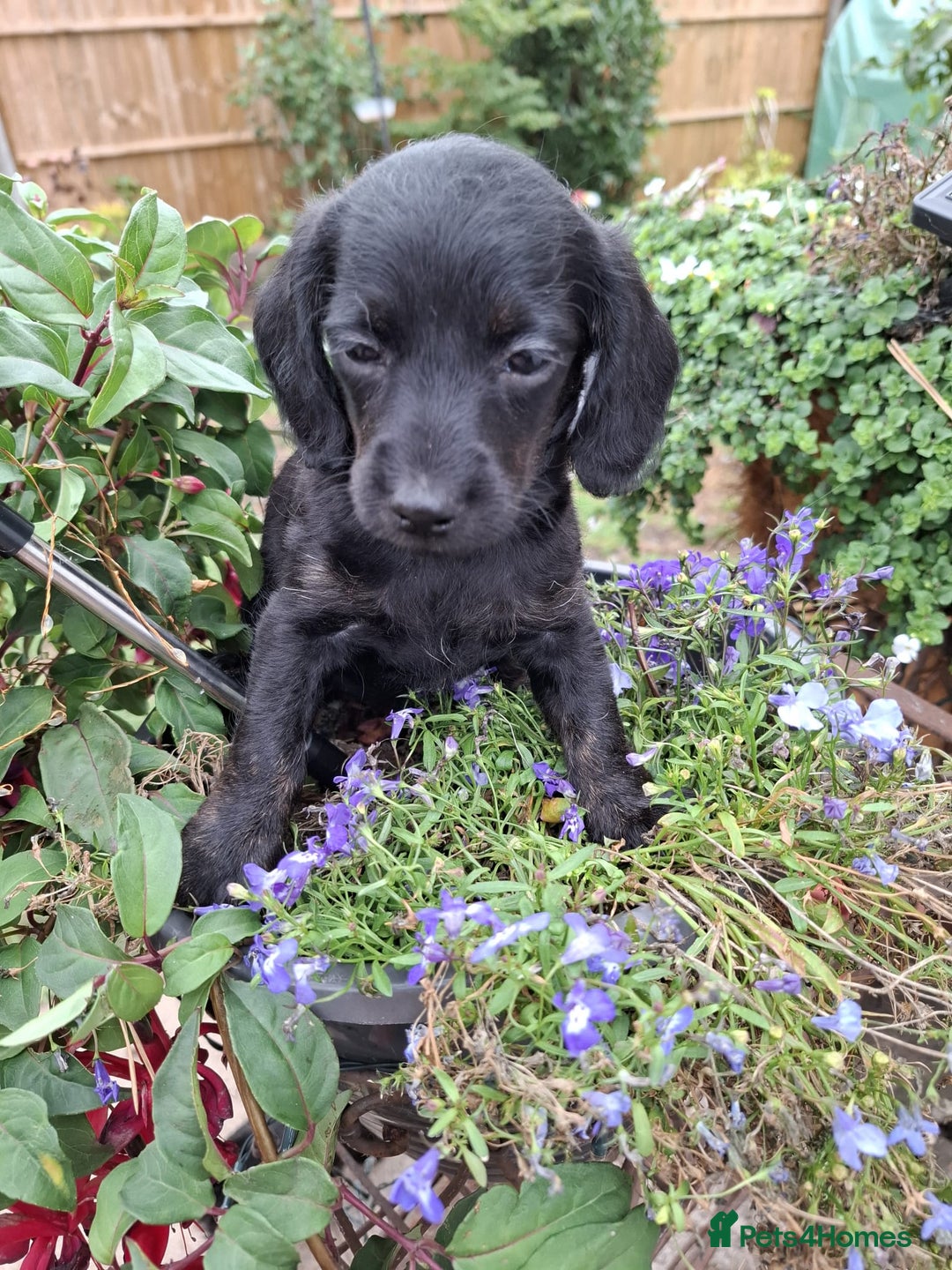 Mixed Breed dogs for sale: Daxiepoo puppies -miniature dachshund x toy poodle - Image 11