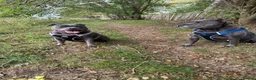 Staffordshire Bull Terrier dogs for sale: Must go together to the same home.  - Advert 3