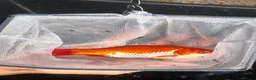 Goldfish fish for sale: Goldfish  - Advert 2