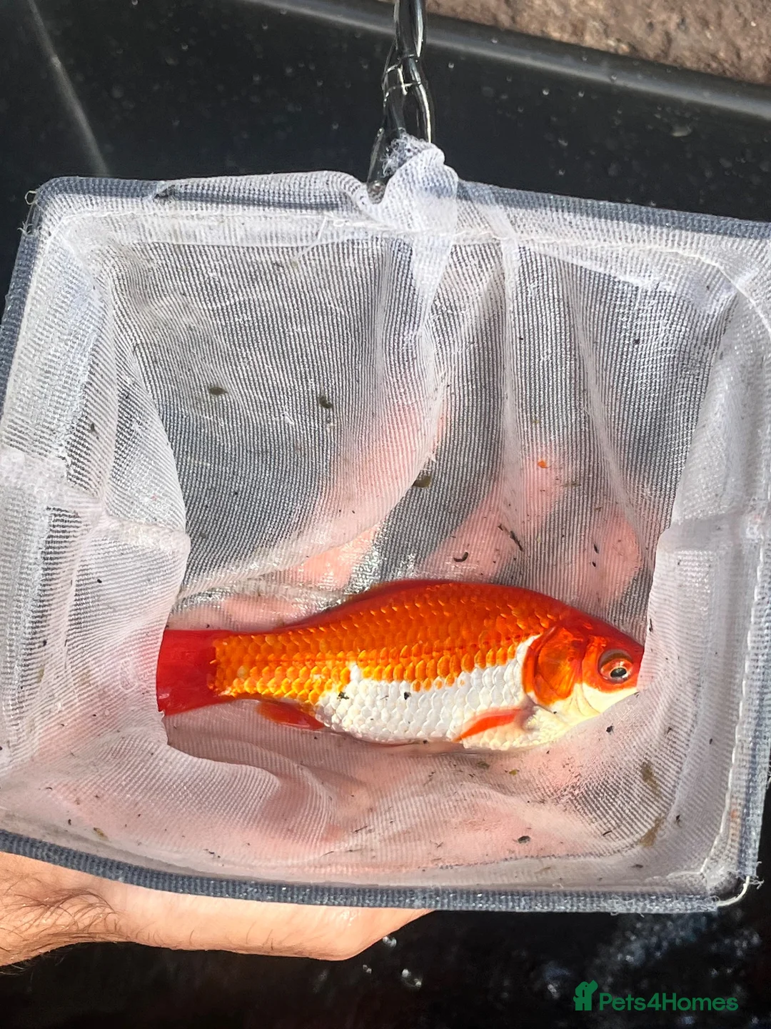 Goldfish fish for sale: Goldfish  - Advert 2