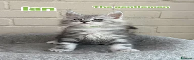 Ian 