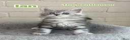 Maine Coon cats for sale: Maine coon TICA black silver tabbies  - Advert 6