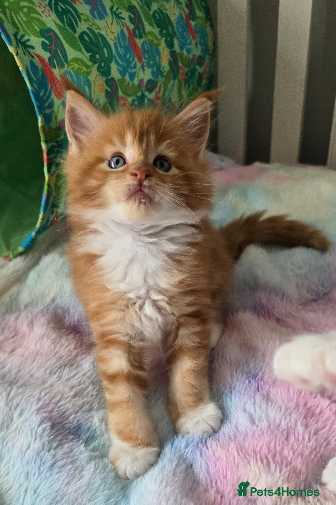 Maine Coon cats for sale: TICA registered pedigree Maincoon kittens - Image 7