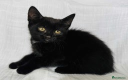 Mixed Breed cats for sale: Last black female left Turkish angora cross kitten - Image 1