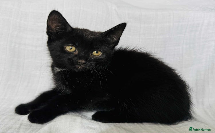 Mixed Breed cats for sale - Advert 1